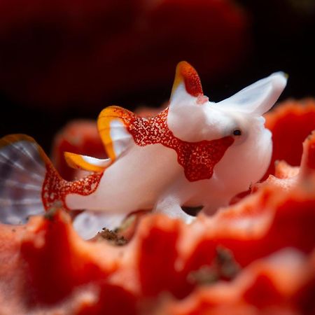 Palm Springs Bali Dive Resort Туламбен Экстерьер фото